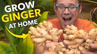 Ginger Masterclass Plant Once Harvest Forever [upl. by Amilb882]