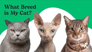 What Is Your Cats Breed Find Out Now [upl. by Latouche]