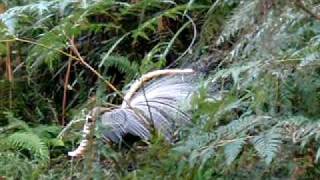 Lyre bird mimicking a kookaburra among others [upl. by Deryl832]