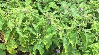 Brinjal little leaf disease [upl. by Clint]