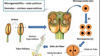 Ciclo de Vida das Angiospermas [upl. by Luz813]