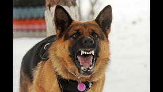 Angry German Shepherd Barking on Cows [upl. by Nnyrb]