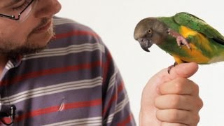 How to Teach Your Parrot to Talk  Parrot Training [upl. by Aryamoy18]