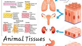 Animal Tissues Epithelial Tissues and Connective Tissues Class 9 Digital Science with Himani [upl. by Saitam192]