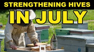 Beekeeping Tips For Strengthening Hives In July [upl. by Paugh730]