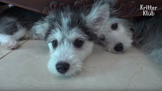 Hustese Maltsky See The Unreal HuskyMaltese Mix Puppies Part 2  Kritter Klub [upl. by Akym707]