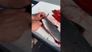 Sockeye salmon fillet Brewster WA harvest [upl. by Cristy]