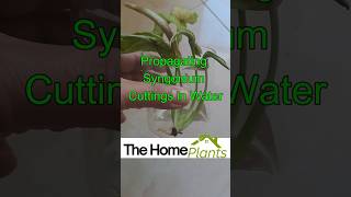 How to Propagate Syngonium Arrowhead Plant in Water 🌿  7 amp 12 Day Growth Update 🌱 thehomeplants [upl. by Hgeilhsa]