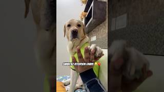 Attention Seeker Simba❤️😂 doglover minivlog pets ytshortsindia yt dogshorts labrador [upl. by Kraft]