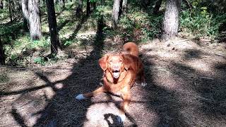 Toller scream Screaming dog Duck tolling retriever [upl. by Iak]