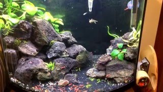 16 Gallon Bowfront Aquascape with Cherry Shrimp and Rainbowfish [upl. by Ainelec]