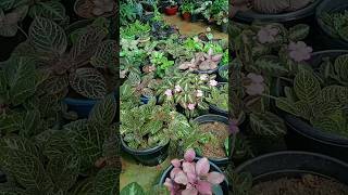 Episcia garden tour❣️❣️❣️❣️❣️Episcia collection [upl. by Surad]