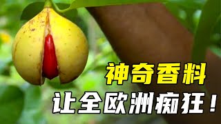 一座不起眼小岛，凭借特殊香料闻名世界，引发两国战争！ [upl. by Shirlene]