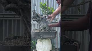 Making a Ficus Bonsai Tree on a Rock [upl. by Eidoow]