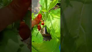 Vegetable harvesting 💚 gardening organicgarden plants harvest gardening [upl. by Teodoro]