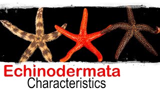 Echinodermata phylum general characteristics  UPSC optional zoology [upl. by Gwynne]