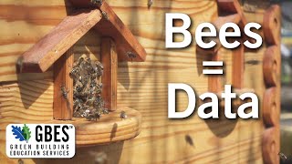 Rooftop Hives Best Bees Data Analysis  Education Clips [upl. by Noirrad]