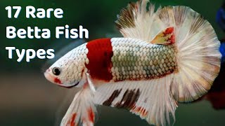 Super Rare Betta Fish Types  17 Betta Breeds to Buy [upl. by Breana]