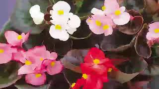 Get to Know Wax Begonia  Part SunLoving Plants [upl. by Llezniuq]