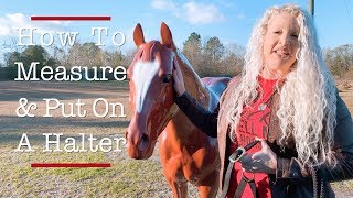 How to Measure a Horse Halter  Jeffers Equine [upl. by Allisirp]