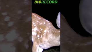 Venado cola blanca  White tailed deer [upl. by Onafets]