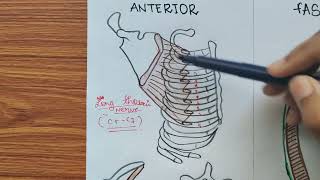 Serratus anterior muscle anatomy in Hindi  हिंदी में [upl. by Jemmie]