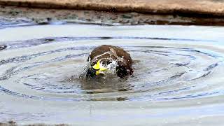 Masked Lapwing bathing [upl. by Aerda346]