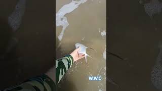 Releasing a Trachinotus goodei catchandrelease nature sea chill fish [upl. by Acirre278]