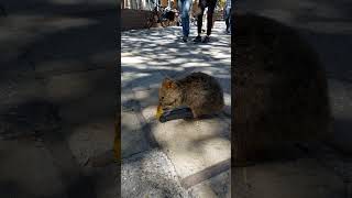 Rottnest Island Quokka rottnestisland quokka wildlife [upl. by Jahdai998]