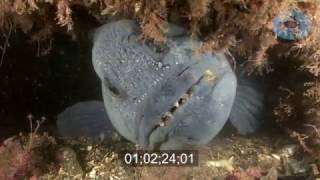 Wolffish Feeding Stock Footage [upl. by Warrenne]