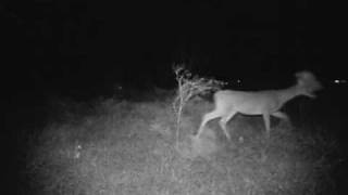 Creepy Mutant Weird Strange Deer filmed by a Scoutguard SG560V Trail Camera in Texas [upl. by Asit]