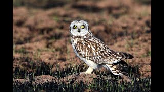 SHORT EARED OWL CALLING UP CLOSE [upl. by Atnahs449]