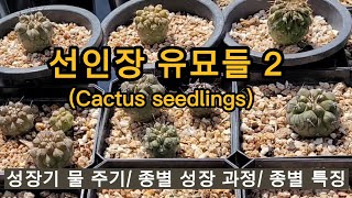 선인장 유묘들 Cactus seedlings 성장기 물주기 종별 성장 과정 선인장 유묘 키우기 선인장 파종 귀여운 식물 예쁜 선인장 흑왕환 디스코 [upl. by Lopez]