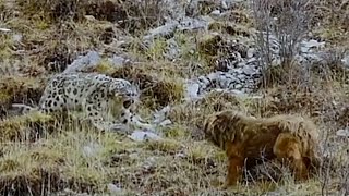 Mastín Tibetano VS Leopardo de las nieves Mira el trabajo que desempeñan estos perros de pastoreo [upl. by Leilamag]