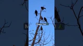 Magpie Calling Sounds magpie call song bird [upl. by Liva193]