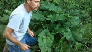 Burdock Eating the stems and stalks Wild Edibles [upl. by Zosima]