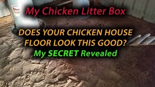 How to keep your chicken house floor like new forever and Automatic Door Opener for your chick coop [upl. by Tamis]