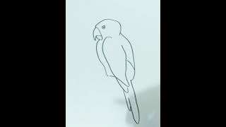 How To Draw PARROT Step by Step [upl. by Adachi]