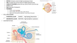 2 somatosensation MCAT Psych Soc [upl. by Otrebcire690]