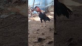 trendingAK NAMBI BROTHER tamilnaduaseel chicken aseelmurga tirunelvelli [upl. by Jared604]