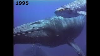 Hawaiis Humpbacks Pacific Vogagers 1995 Documentary [upl. by Cathey]