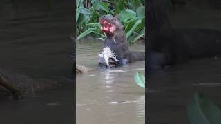 Giant River Otter  Aquatic Honey Badger [upl. by Aowda]