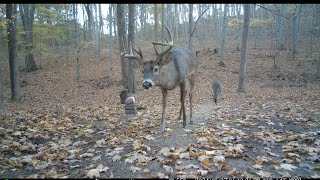 110124 Grunt Fest whitetailbucks rut buckwild buckfever [upl. by Nawd563]