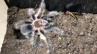 T albopilosus comes out from burrow to get a snack 😋 [upl. by Nilde]