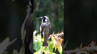 A New Holland Honeyeater perched on a branch meticulously grooming itself [upl. by Edelson]