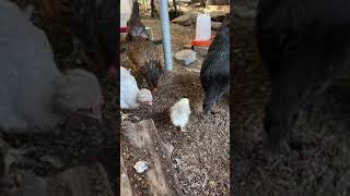 Oops Snack Spill Gives Flock a Surprise [upl. by Islehc]