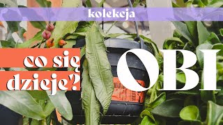 🛒🌱 Półki śmierci  słowo klucz  Przegląd OBI  Czy jestem peperomiarą [upl. by Jallier]