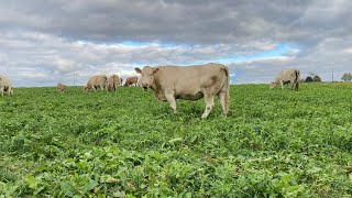 Du trèfle dAlexandrie pour ces dames  Arnaud mène les vaches au pré en sifflant [upl. by Norek202]