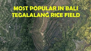 UBUD BALI Tegalalang Rice Terrace 4K DRONE 2021 [upl. by Inalial431]