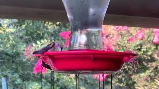 Focused on Mississippi Are there fewer hummingbirds this season [upl. by Tenaej]